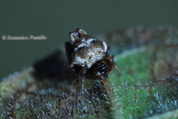 Phoroncidia paradoxa (Theridiidae)